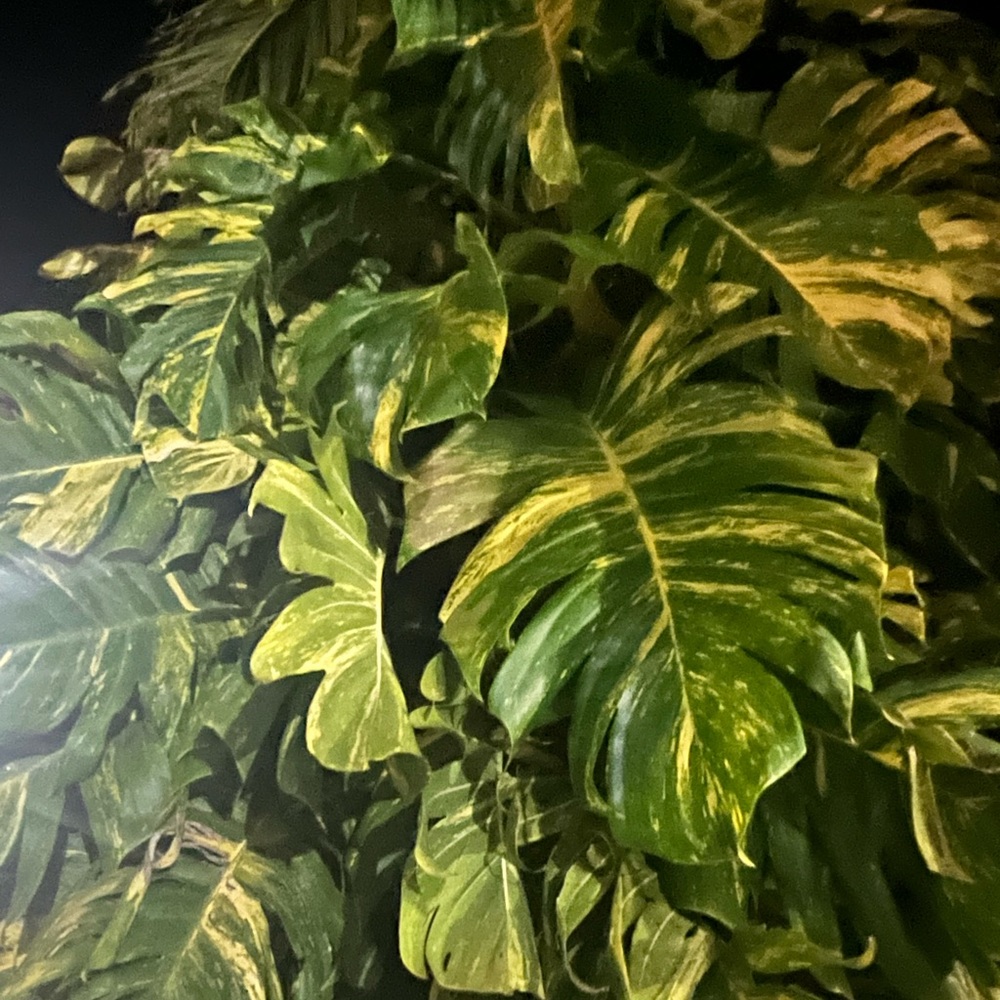 Plant Welcome Post!! 🪴🌱 - Picture 12 of 12